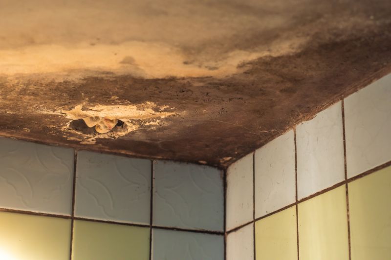 Mold Removal and Prevention